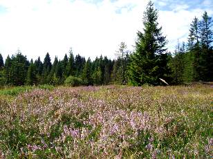 Etang de la Gru�re