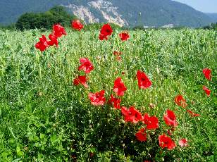 Dans les champs en juillet