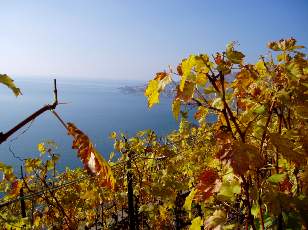 Vigne du Lavaux en novembre avec vue sur le lac L�man