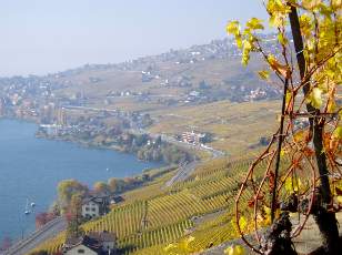 Vigne du Lavaux en novembre avec vue sur le lac L�man