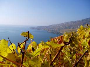 Vigne du Lavaux en novembre avec vue sur le lac L�man
