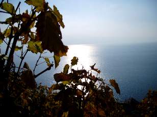 Vigne du Lavaux en novembre avec vue sur le lac L�man
