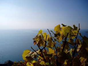 Vigne du Lavaux en novembre avec vue sur le lac L�man