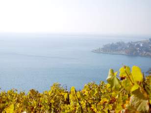 Vigne du Lavaux en novembre avec vue sur le lac L�man