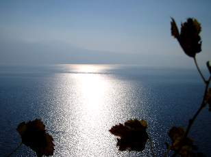 Vigne du Lavaux en novembre avec vue sur le lac L�man