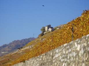 Vigne du Lavaux en novembre
