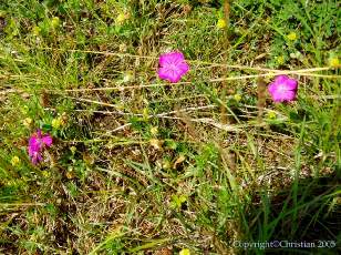 Les Gorges de la Loue