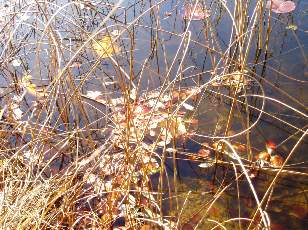 Lac et tourbi�res de Malpas, les pr�s Partot et le bief Belin