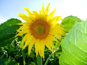 Tournesols