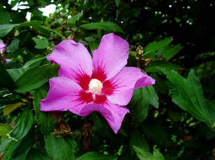 Magie et Beaut� de la Nature