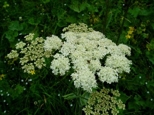 Fleurs d'�t� dans le Jura Vaudois, La Vraconnaz, Switzerland