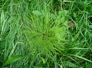 Fleurs d'�t� dans le Jura Vaudois, La Vraconnaz, Switzerland