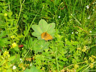 Fleurs d'�t� dans le Jura Vaudois, La Vraconnaz, Switzerland