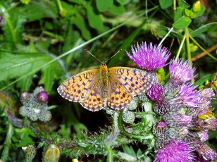 Fleurs d'�t� dans le Jura Vaudois, La Vraconnaz, Switzerland