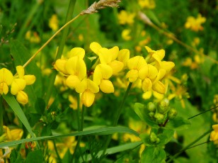 Fleurs d'�t� dans le Jura Vaudois, La Vraconnaz, Switzerland