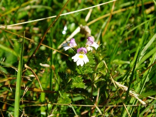 Couleurs d'automne dans le Jura Vaudois � L'Auberson 
