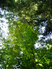 Le Sapin de l'arri�re grand-m�re Marie!