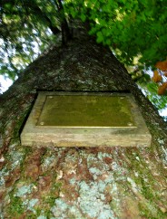 Le Sapin de l'arri�re grand-m�re Marie!