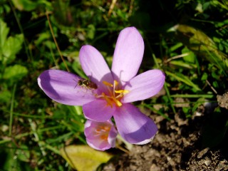 Couleurs d'automne dans le Jura Vaudois � L'Auberson 