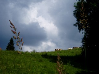 Gramin�es le long du lac Saint Point