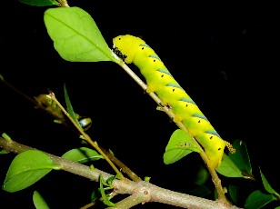 Jardin botanique au mois d'ao�t � Berne