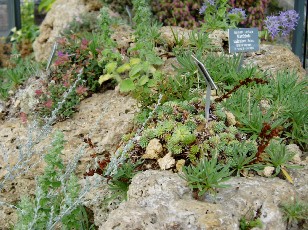 Jardin botanique au mois d'ao�t � Berne