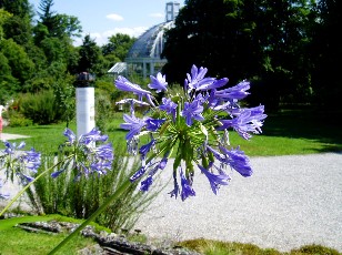 Jardin botanique au mois d'ao�t � Gen�ve