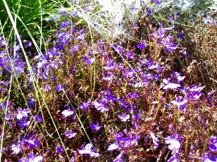 Jardin botanique au mois d'ao�t � Gen�ve