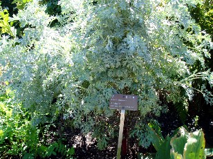 Jardin botanique au mois d'ao�t � Gen�ve