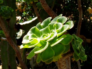 Jardin botanique au mois d'ao�t � Gen�ve