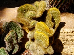 Jardin botanique au mois d'ao�t � Gen�ve