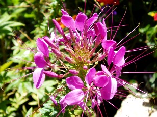 Jardin botanique au mois d'ao�t � Gen�ve