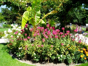 Jardin botanique au mois d'ao�t � Gen�ve