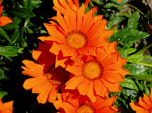 Jardin botanique au mois d'ao�t � Gen�ve