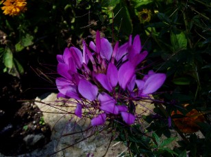 Jardin botanique au mois d'ao�t � Gen�ve