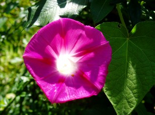 Jardin botanique au mois d'ao�t � Neuch�tel