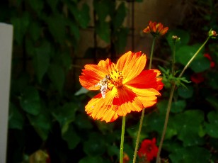 Jardin botanique au mois d'ao�t � Neuch�tel