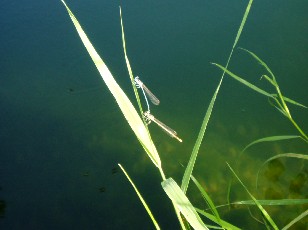 L'�tang et ses libellules