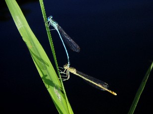 L'�tang et ses libellules