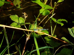 L'�tang et ses libellules