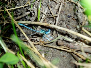 L'�tang et ses libellules