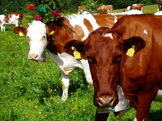 Mont�e � l'alpage mai 2009, Association Franco-Suisse, Les Granges du Miroir