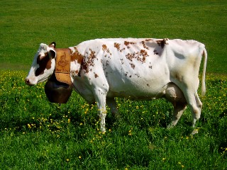 Mont�e � l'alpage mai 2009, Association Franco-Suisse, Les Granges du Miroir