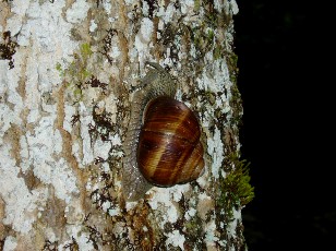 Gorges de la Po�ta-Raisse, sur le chemin