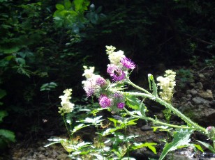 Gorges de la Po�ta-Raisse, sur le chemin