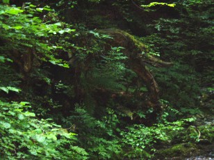 Gorges de la Po�ta-Raisse