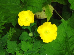 Gorges de la Po�ta-Raisse