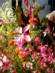 Magie et Beaut� de la Nature