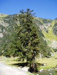 Magie et Beaut� de la Nature au Pont d'Espagne !