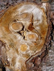 Magie et Beaut� de la Nature au Pont d'Espagne !